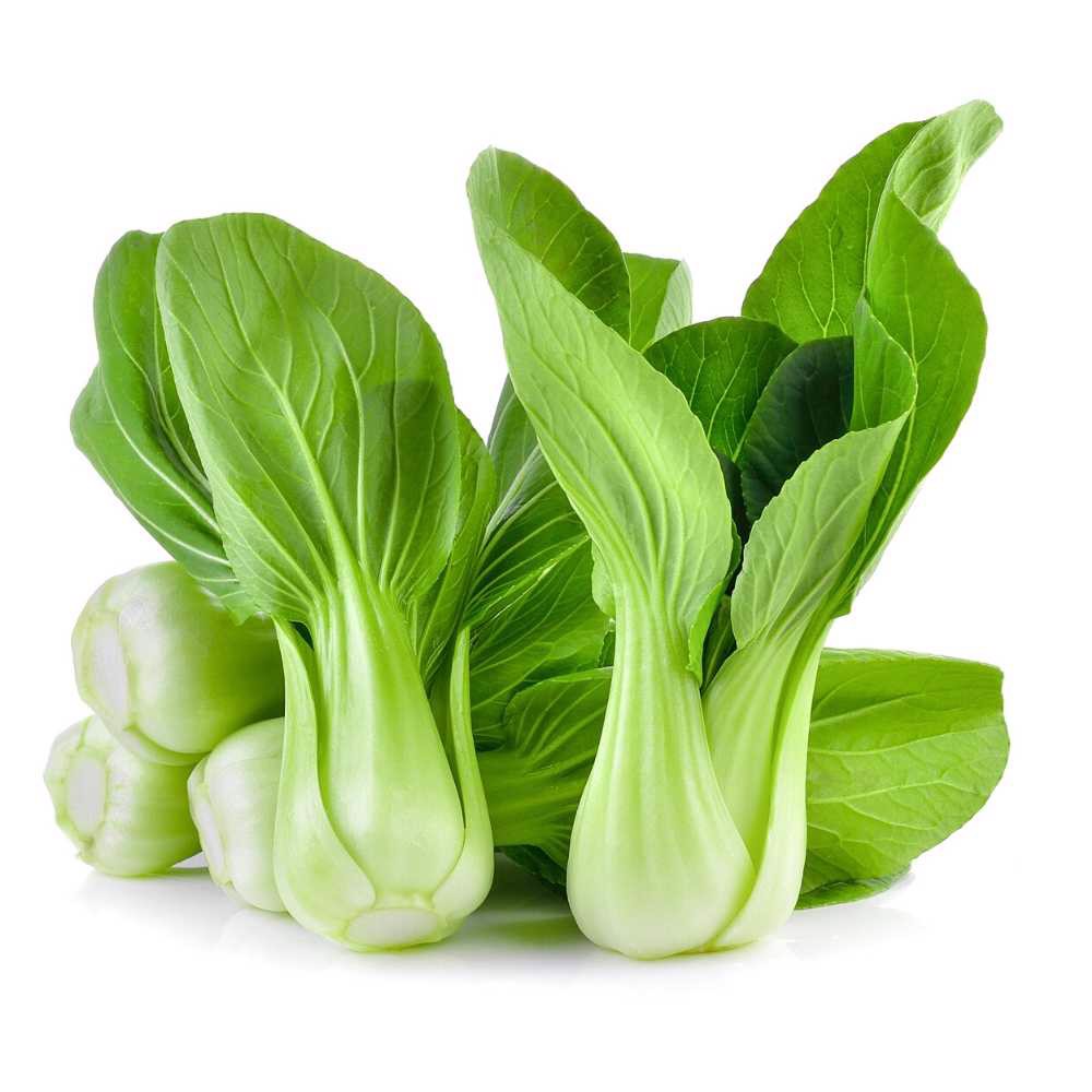 Hạt giống Rau Cải thìa F1 - Nảy mầm cao Titapha
