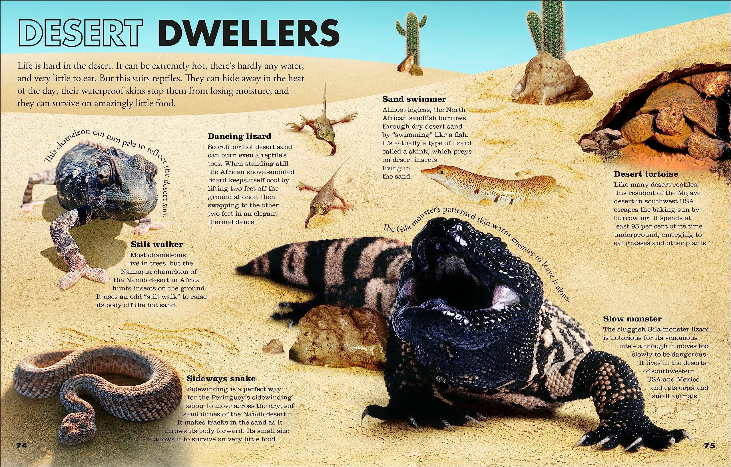 Sách ngoại văn: Everything You Need To Know About Snakes - And Other Scaly Reptiles