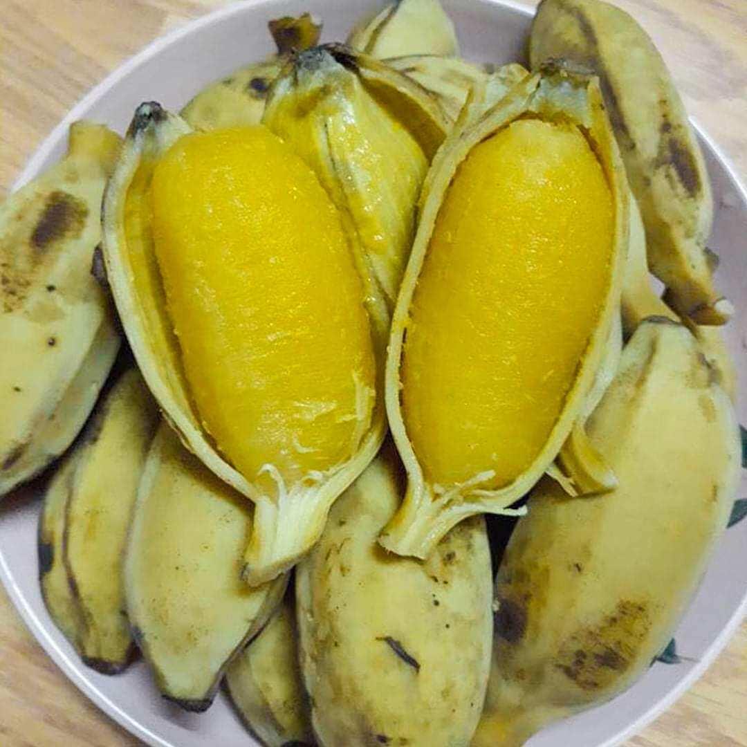CÂY GIỐNG CHUỐI SÁP NGHỆ MITAS