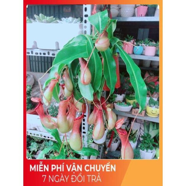 Chậu Cây Nắp Ấm Size Đại