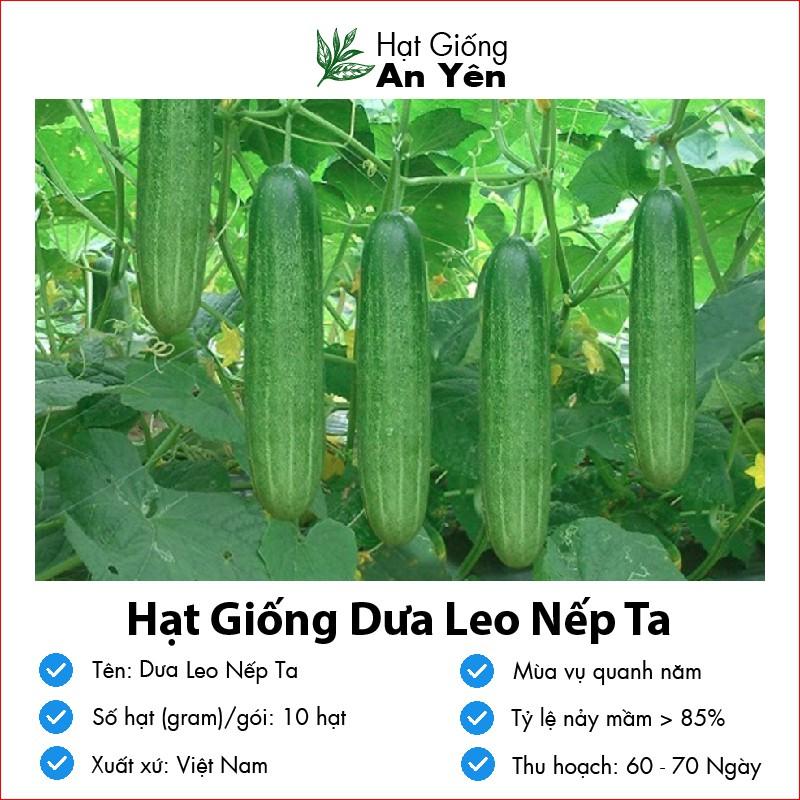 Hạt giống Dưa Leo Nếp Ta thu hoạch sớm, dễ trồng, nảy mầm cao, sinh trưởng khoẻ