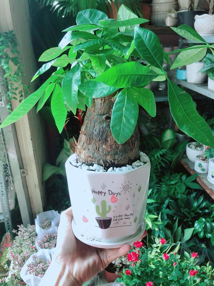 Chậu Cây Kim Ngân