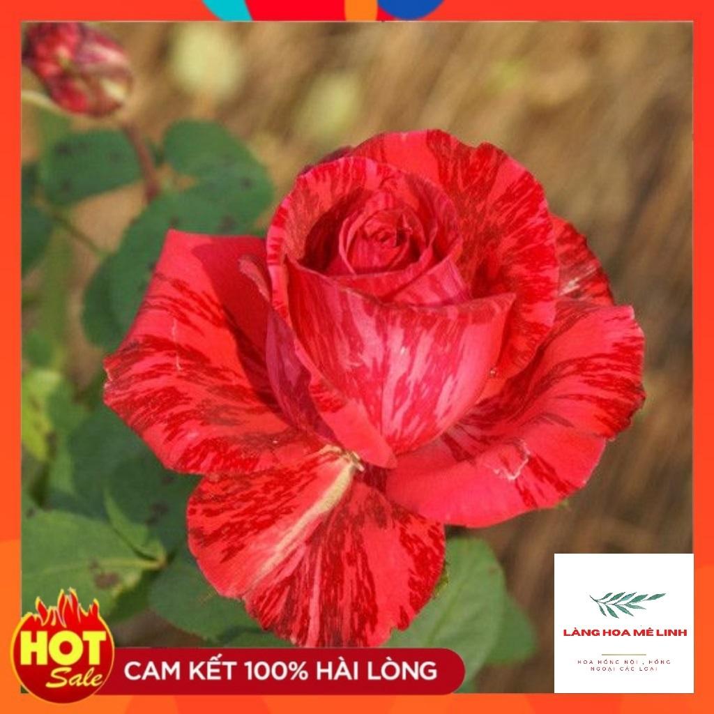 Hoa hồng bụi Red Intuition rose- đỏ sọc, đỏ sẫm. loại hoa hồng này có khoảng 31 đến 39 cánh hoa, mùi thơm