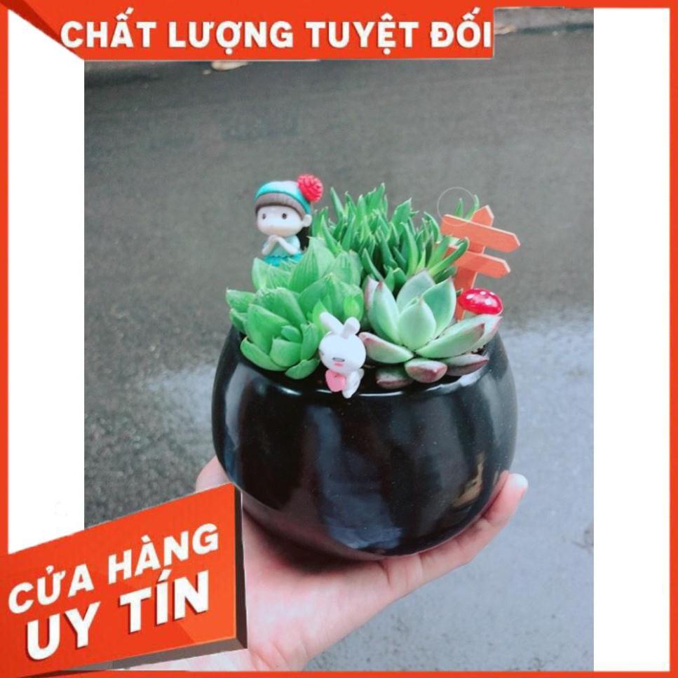 Chậu sen đá tiểu cảnh Nhiều Người Mua