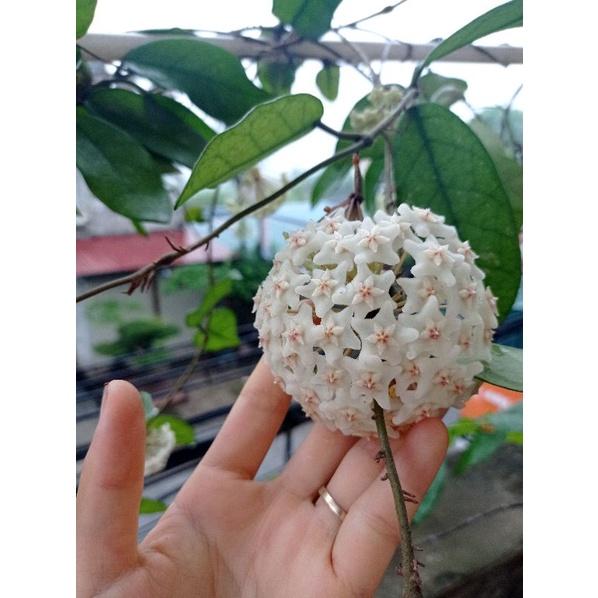 Lan Cẩm cù Carnosa White