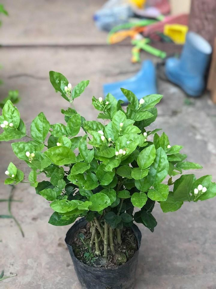 Cây hoa nhài ta - lài ta  cao 50 -60 cm