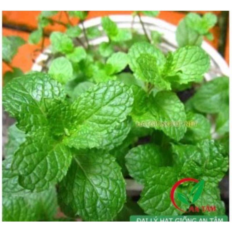 Hạt giống húng lũi 0.1g