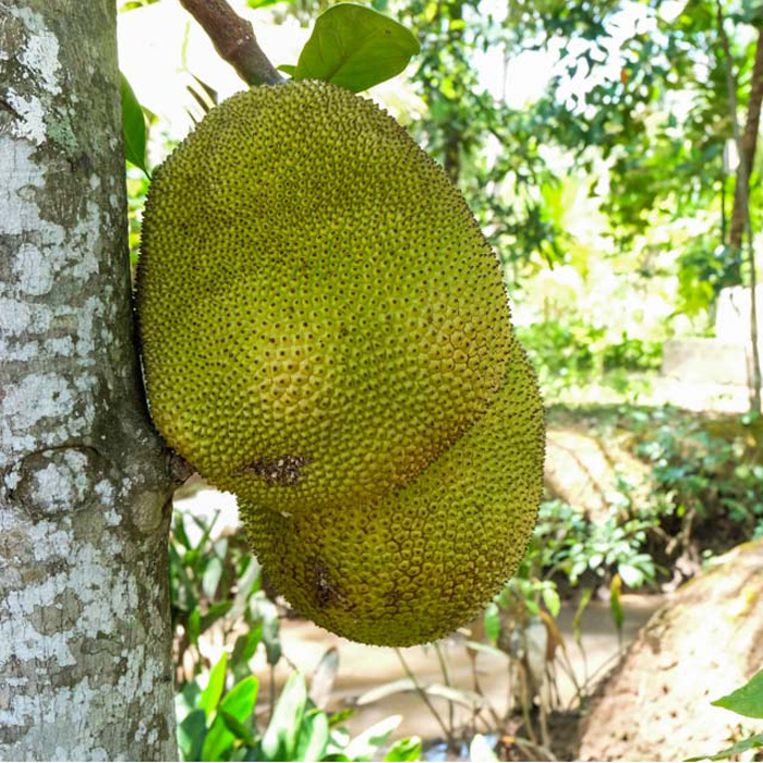 Tour Cao Cấp: Mỹ Tho - Bến Tre 1 Ngày, Cơm Phần Đặc Sản, Khởi Hành Hàng Ngày