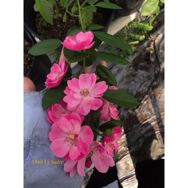 Hoa hồng ngoại Angela- chậu to cây trưởng thành