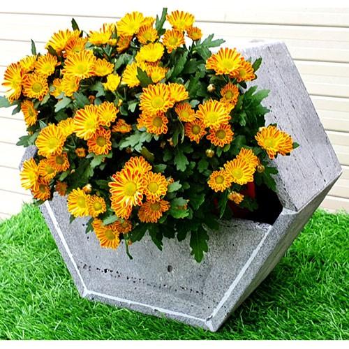 Set 3 chậu hoa lục giác để bàn bằng đá ong xám tự nhiên