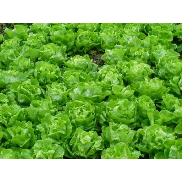 Gói 2g hạt giống xà lách búp