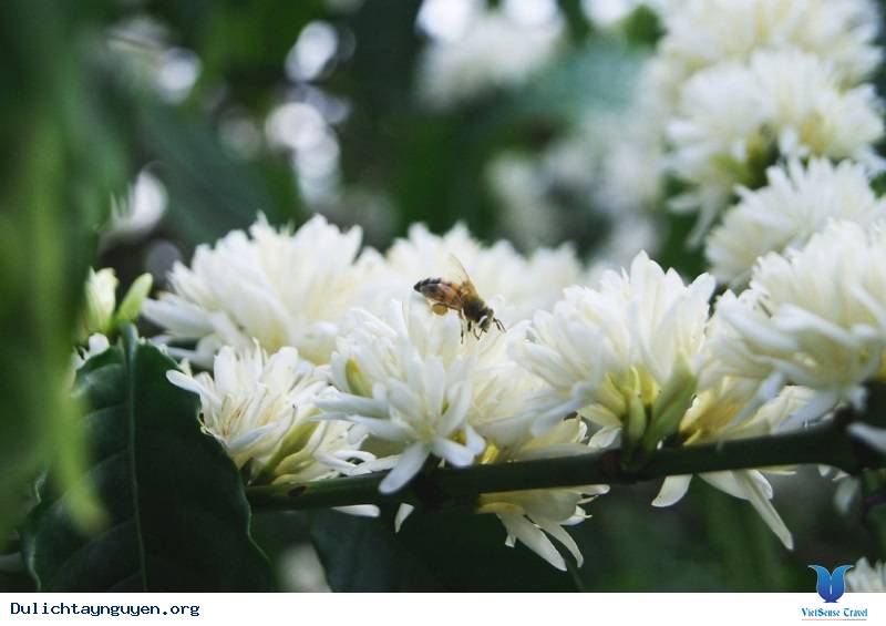 Mật ong nuôi đặc sản Kon Tum (hoa cà phê)  - 1 lít