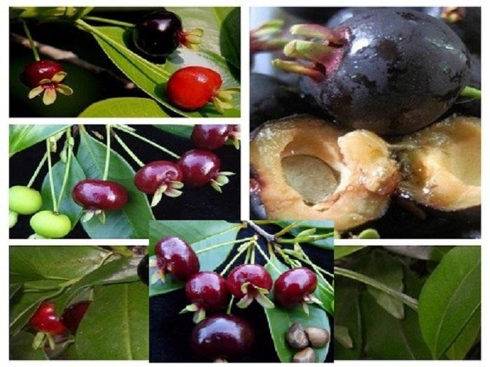Cây CHERRY BRAXIN cây LỚN sắp quả, siêu sai quả, chất lượng, giá trị kinh tế cao