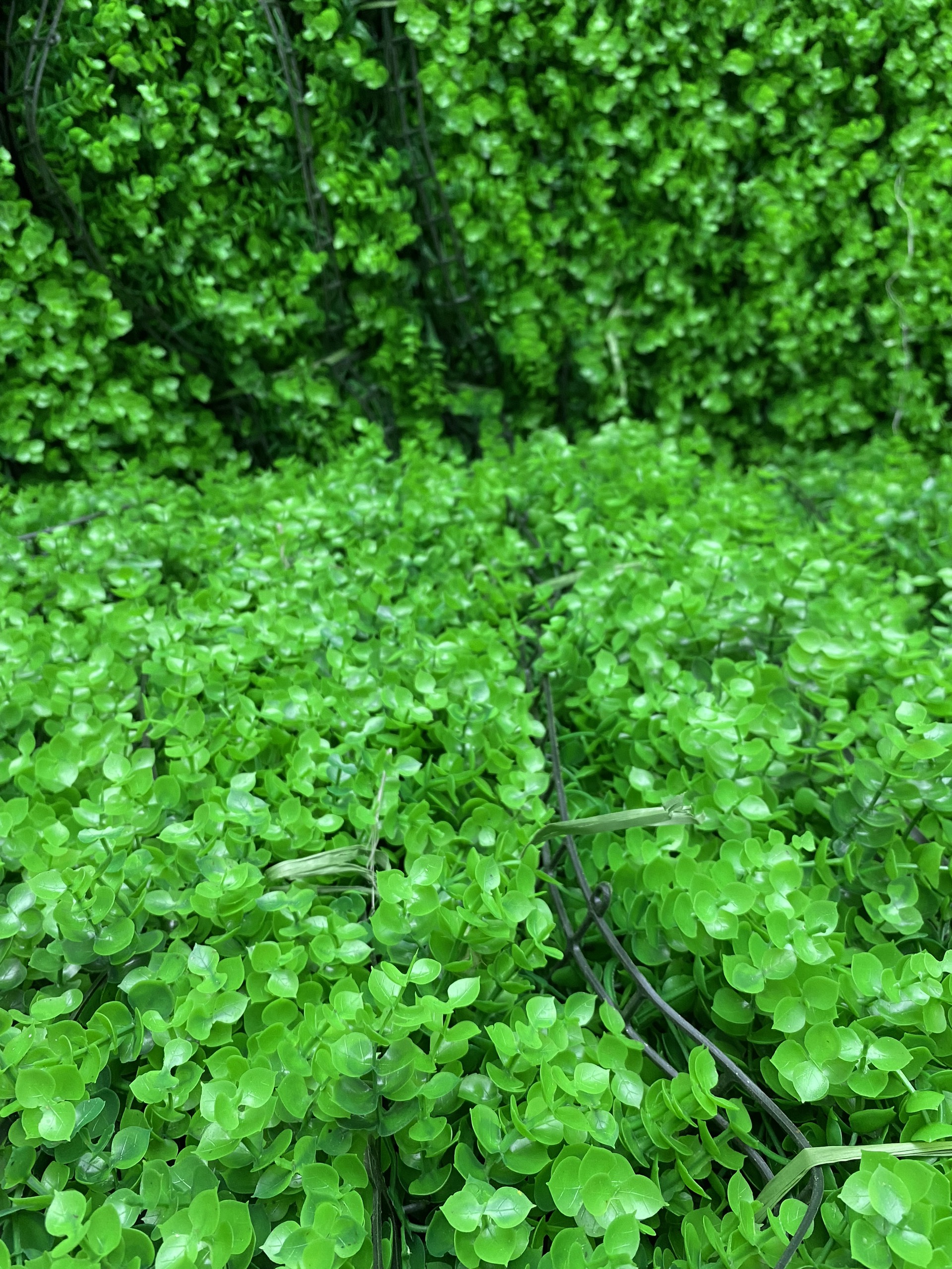 Tấm cỏ tai chuột trang trí kích thước 40cm * 60cm, màu xanh tươi