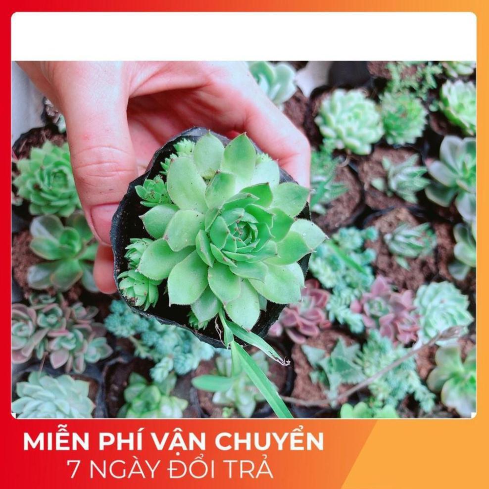 Combo 10 Cây Sen Đá