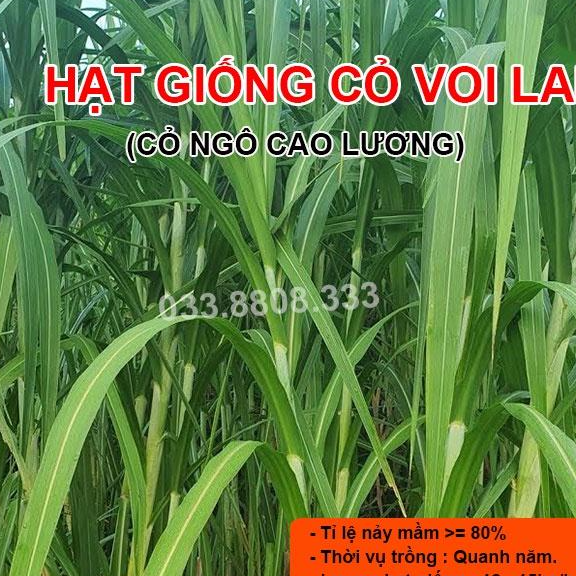 Hạt Giống Cỏ Voi Lai 1kg - Cỏ Chăn Nuôi Năng Suất Cao Lá Mềm