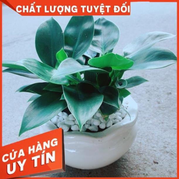 Chậu Trầu Bà Đế Vương