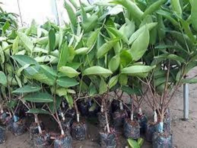 GIỐNG ROI ĐỎ THÁI LAN sai quả ngọt mát - Cây giống chuẩn F1