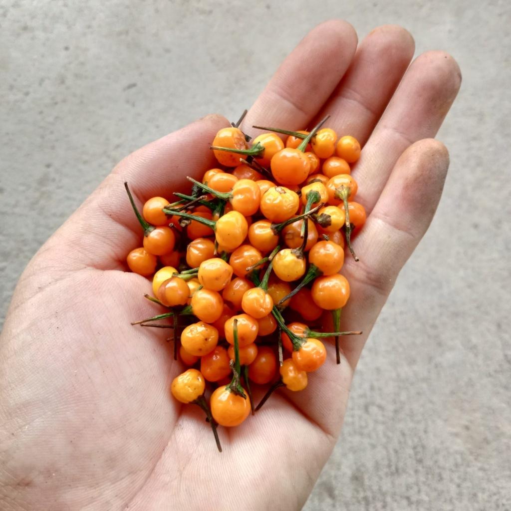 Combo 9 Gói Hạt Giống Ớt Cay