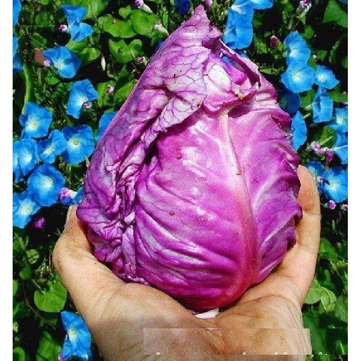 Hạt giống Bắp cải trái tim Tím F1 - 0,1gram/gói