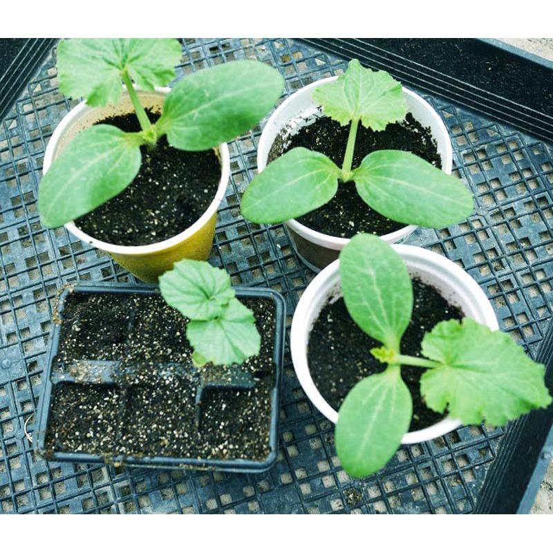 Hạt giống Khổ Qua sạch 10gr