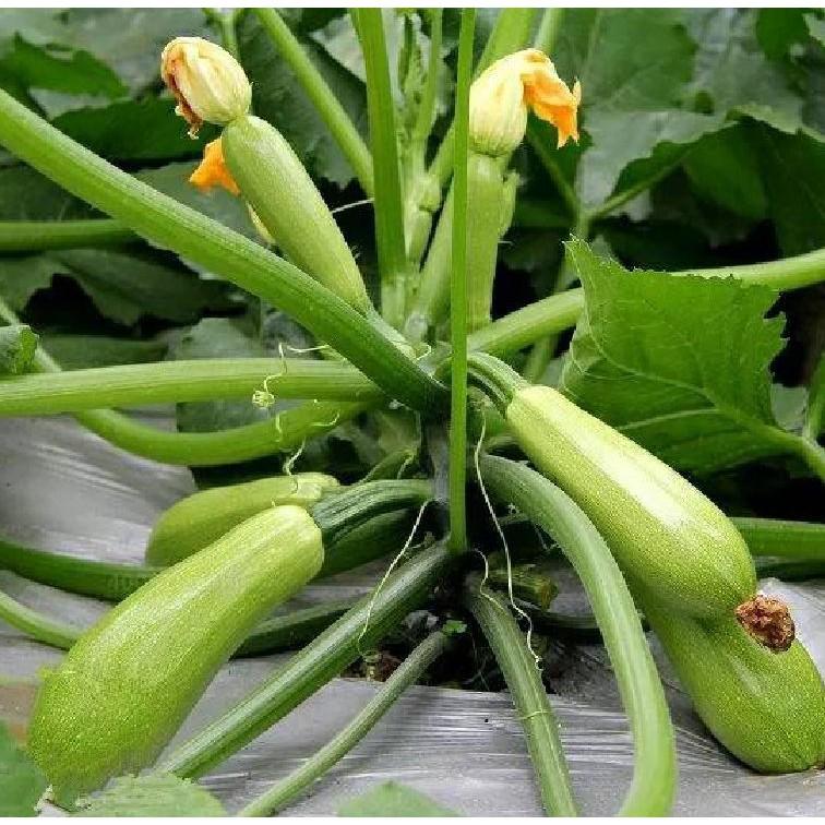 Hạt giống bí ngồi xanh - 15-20 hạt/gói