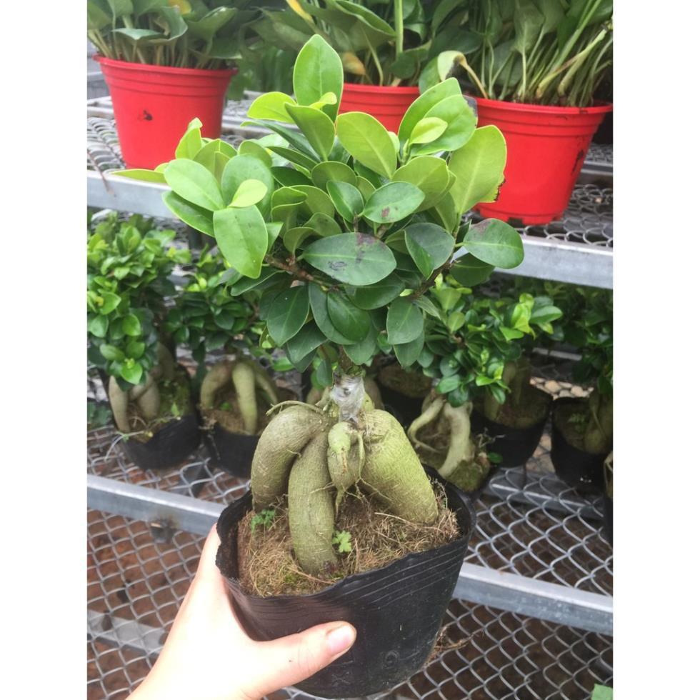 Cây sanh lùn nhật bonsai mini