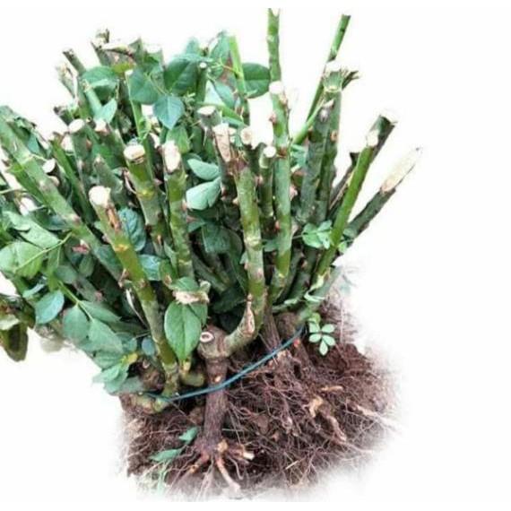 Combo 05 Cây Giống Hoa Hồng Gốc Rễ Trần