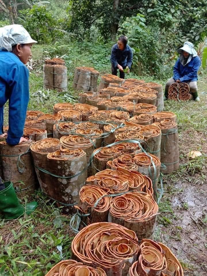 Tinh dầu Quế 50ml nguyên chất từ thiên nhiên, thơm phòng, đuổi muỗi, xông phòng, khử mùi, giải cảm - KingOil