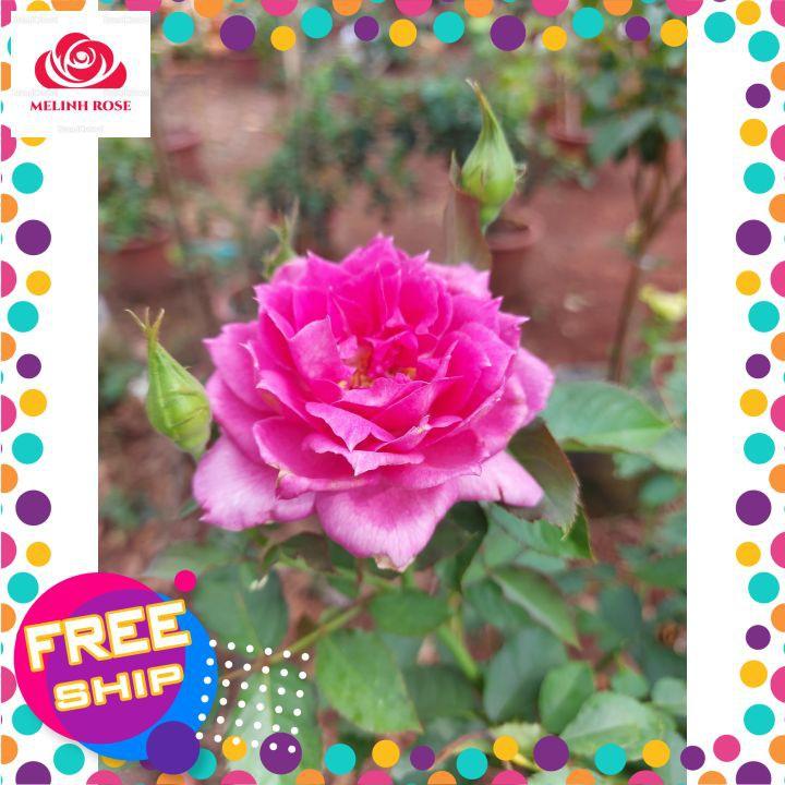 Hoa hồng Sheherazad rose,Hoa hồng Nhật hồng tím cực đẹp