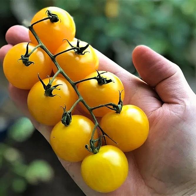 Hạt giống cà chua cherry vàng ngọt ORANGE CHARM 403 gói 5 hạt