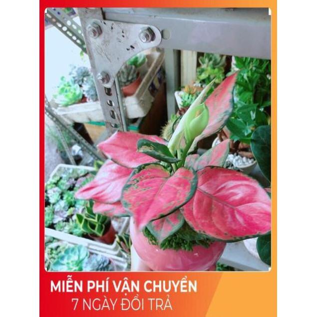 Chậu Vạn Lộc Hồng