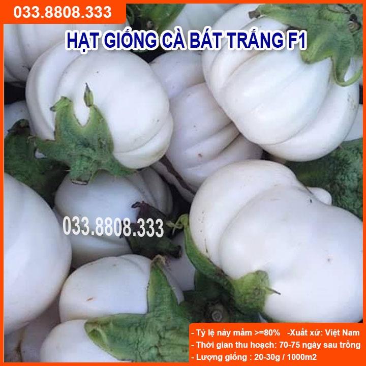 HẠT GIỐNG CÀ BÁT TRẮNG QUẢ TRÒN - QUẢ TO ĐẸP