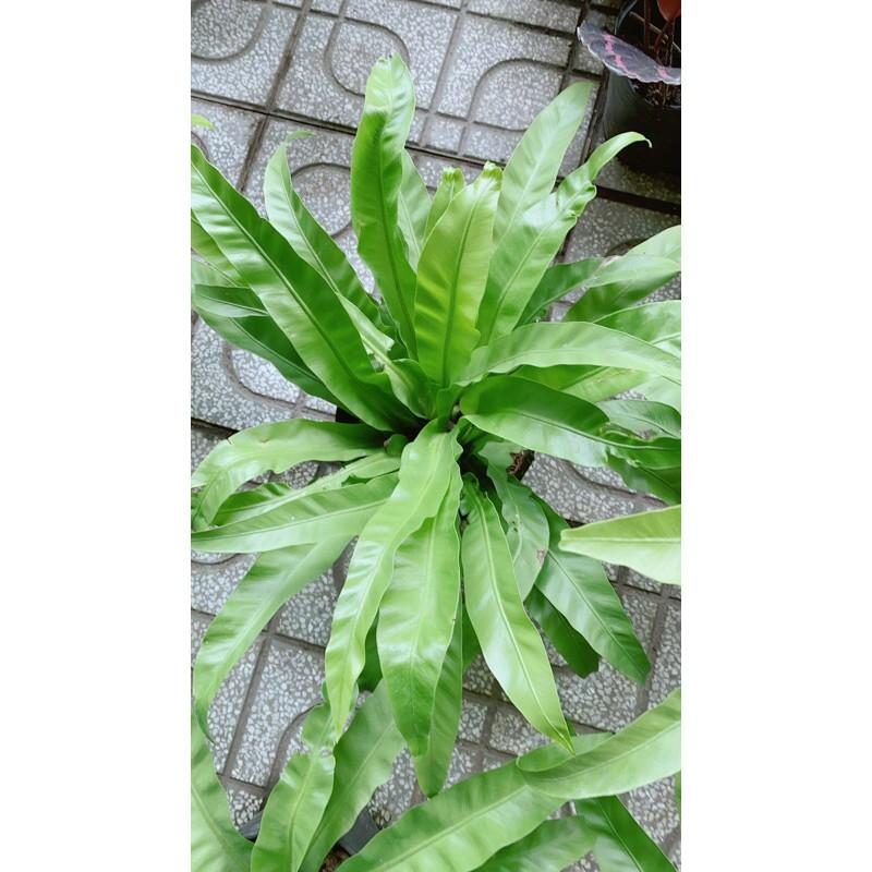 Cây Tổ Quạ