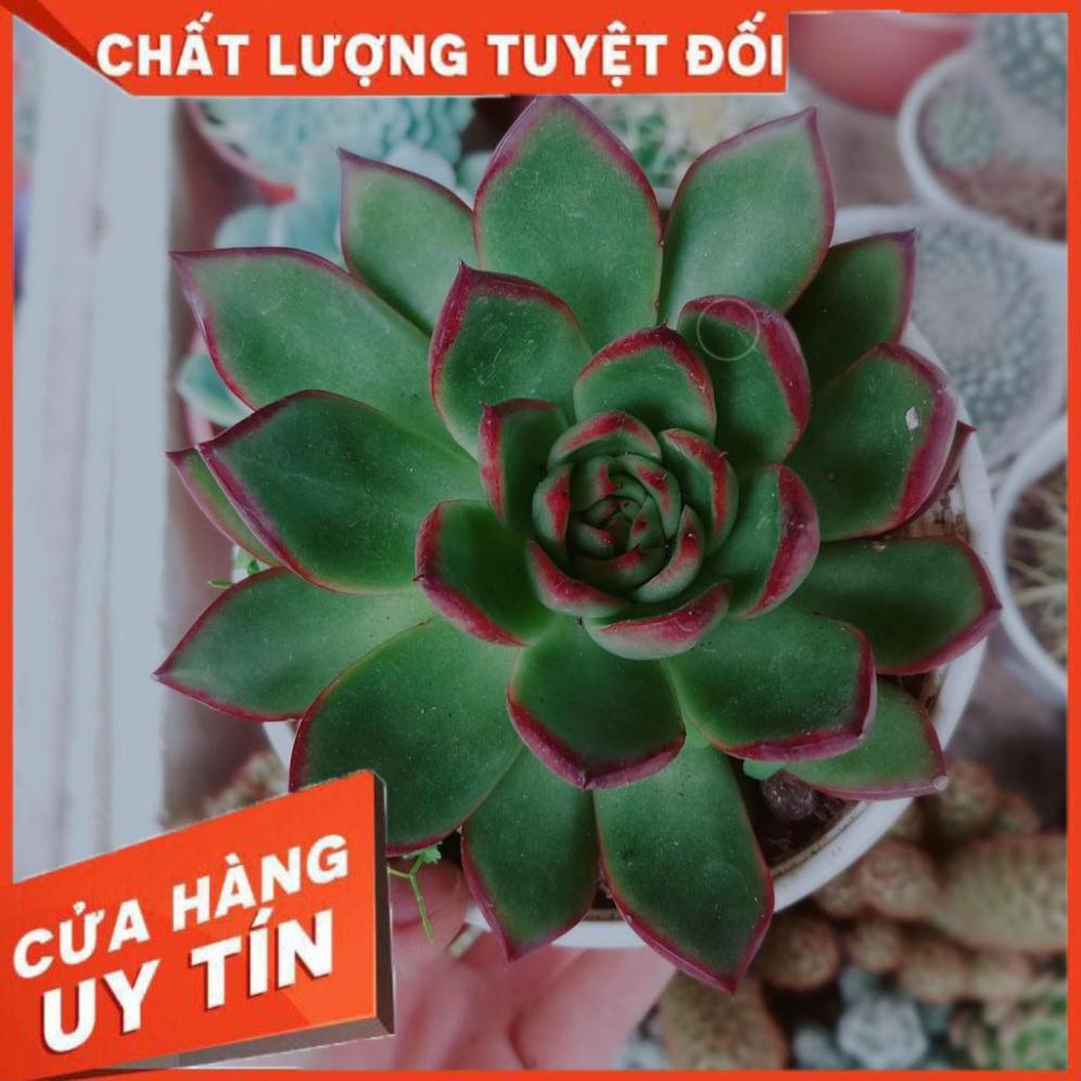 Combo 2 cây sen đá Nhiều Người Mua