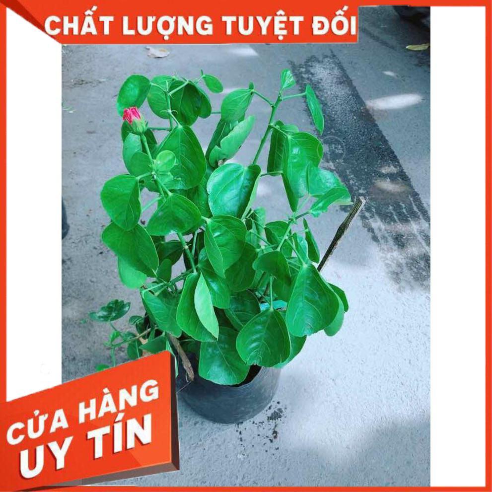 Hoa Dâm Bụt Kép Nhiều Người Mua