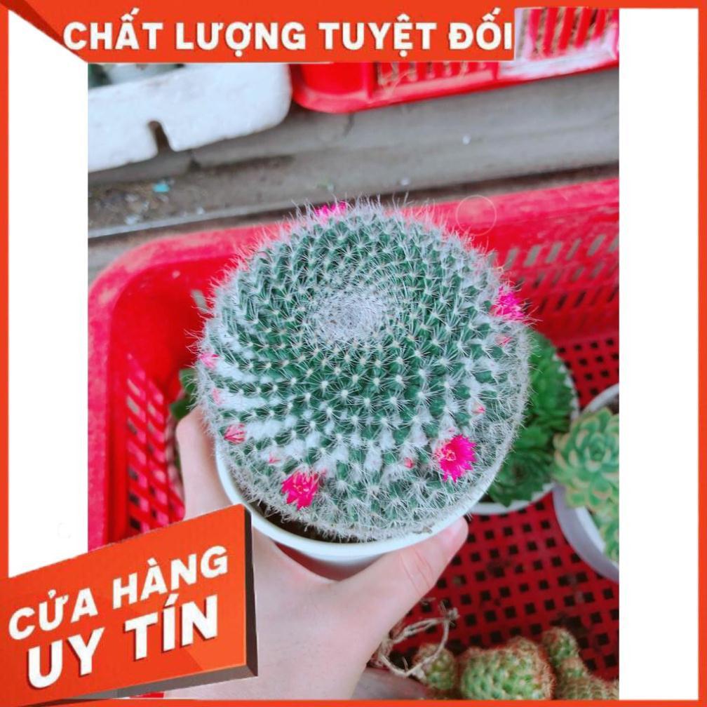 Xương rồng bánh sinh nhật đại kèm chậu sứ Nhiều Người Mua