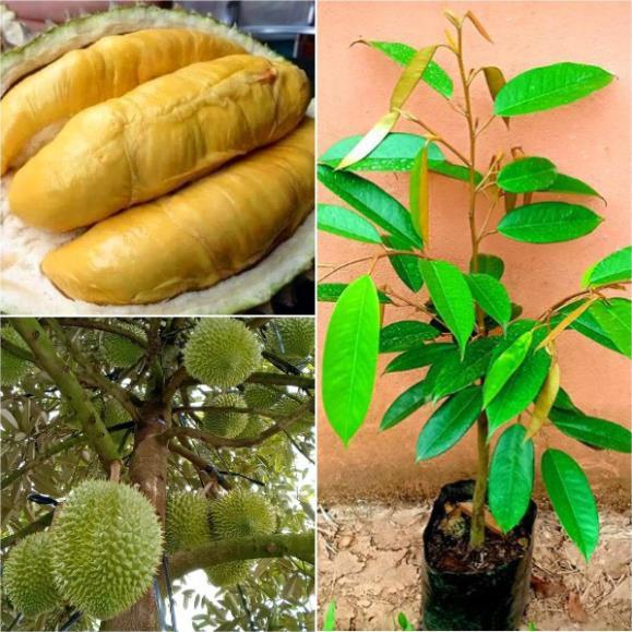 CÂY GIỐNG SẦU RIÊNG RI6, NGỌT ĐẬM, BÉO NGẬY, KHÔNG HẠT, CAM KẾT GIỐNG CHUẨN F1 + Tặng 01 cây dâu da đất
