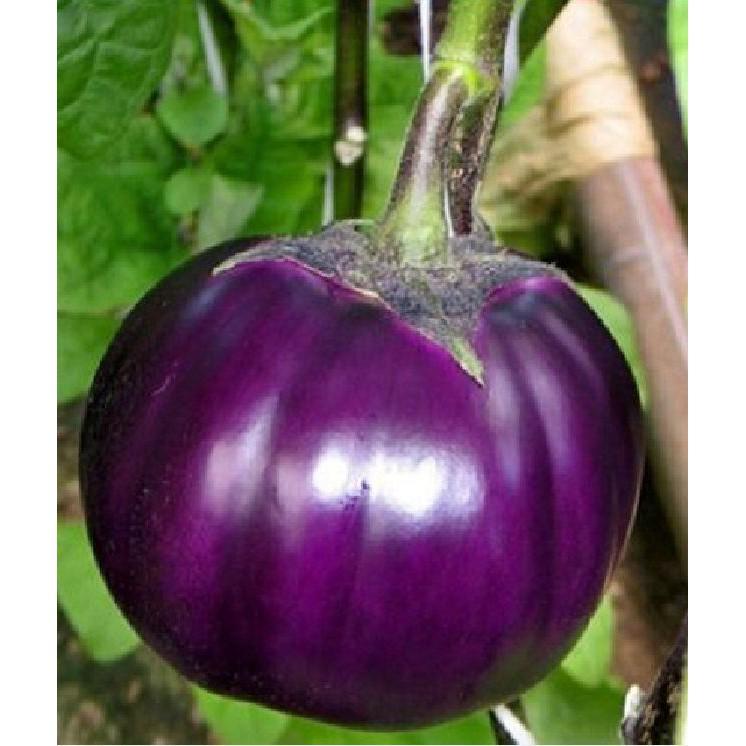 Hạt giống cà bát tim F1 - 2gr/gói