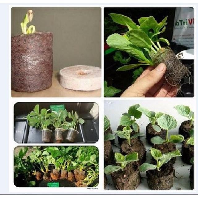 Viên nén xơ dưa ươm hạt kích thích hạt nảy mầm ươm hạt rau, dâu tây, cây cảnh