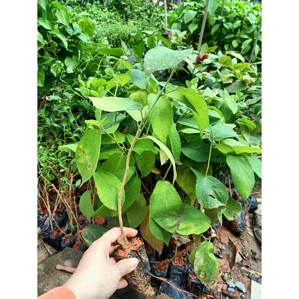 Cây giống an xoa tím