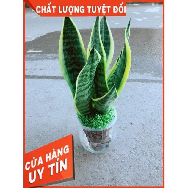 Chậu Lưỡi Hổ Thuỷ Sinh