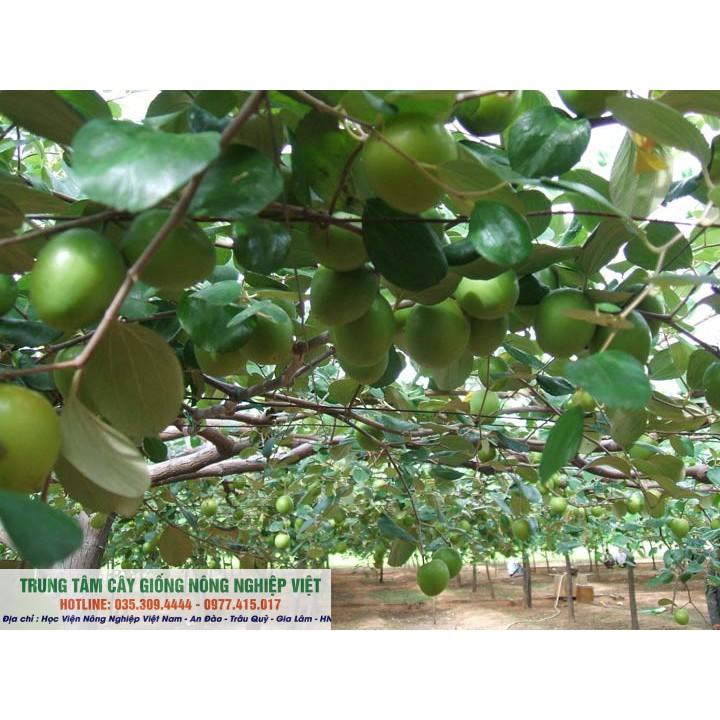 Cây Giống Táo Đại