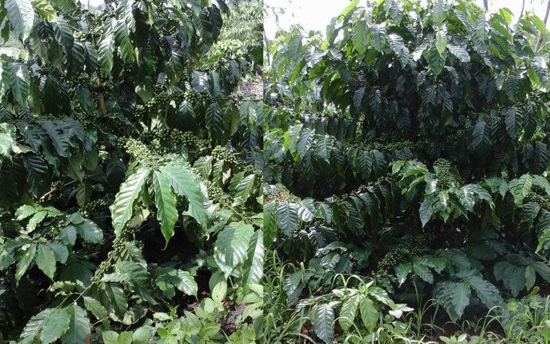 1 KG HẠT GIỐNG CÀ PHÊ THIỆN TRƯỜNG CAO SẢN - TỶ LỆ NẢY MẦM CAO.