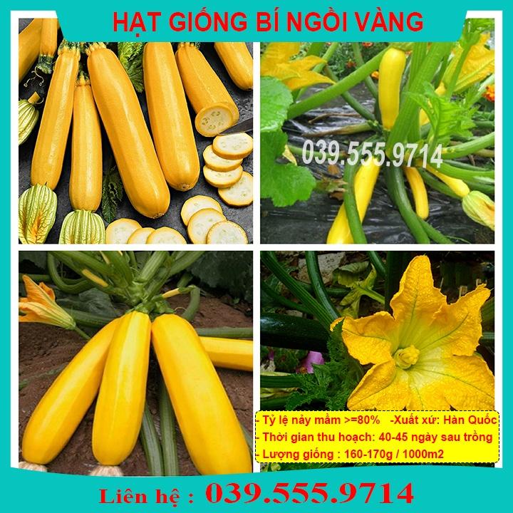 HẠT GIỐNG BÍ NGỒI VÀNG 10 HẠT - Năng Suất Cao