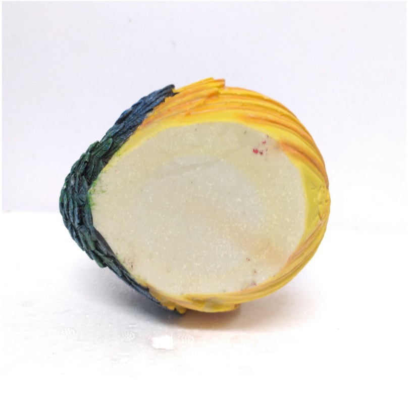Chậu con Công, trồng cây cảnh mini, sen đá, xương rồng, cây để bàn - Chất liệu xi măng thạch cao, siêu bền đẹp, giữ màu bền lâu!