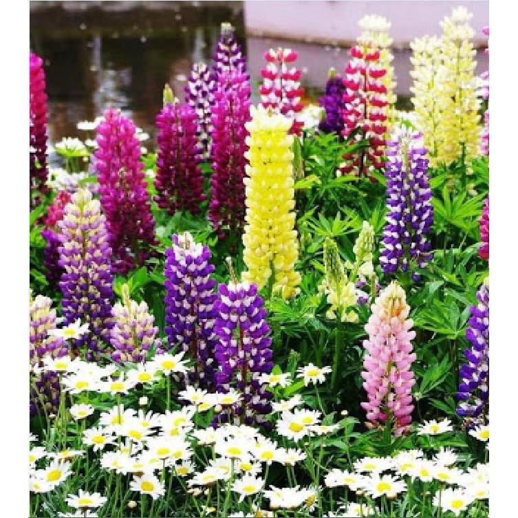 Hạt Giống Hoa Đậu Lupin Mix Màu 50hạt/gói