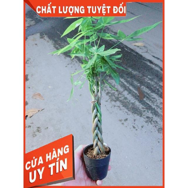 Kim Ngân Thắt Bính