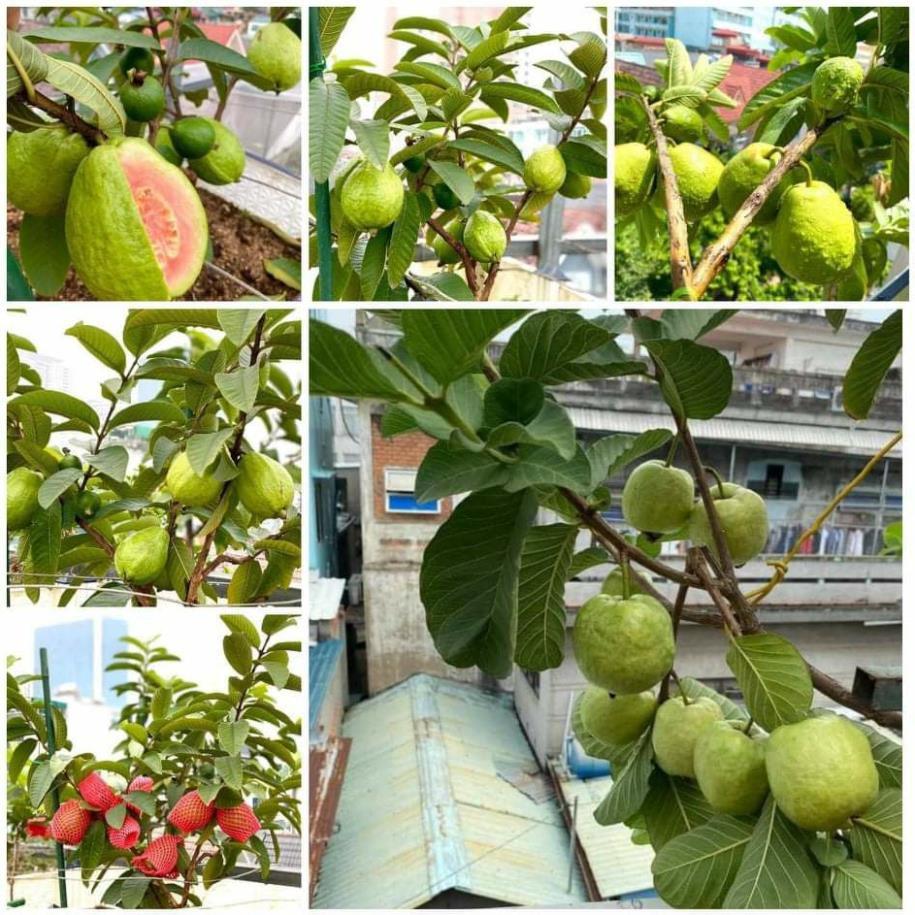 Giống cây ổi