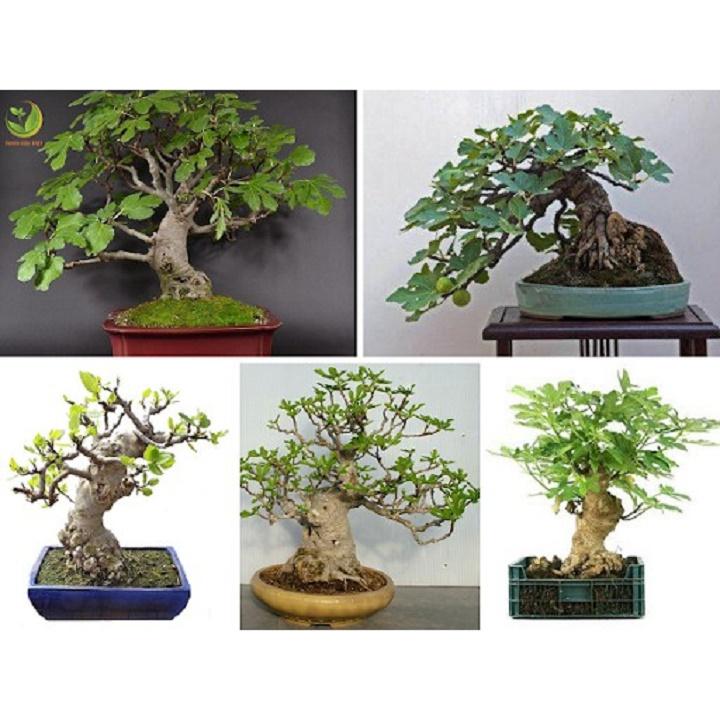 CHẬU CÂY SUNG CẢNH, CÂY ĐÃ CÓ QUẢ GỬI ĐI NGUYÊN CHẬU